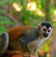 /album/natuur-aruba/squirrel-monkey-op-het-balkon-jpg/